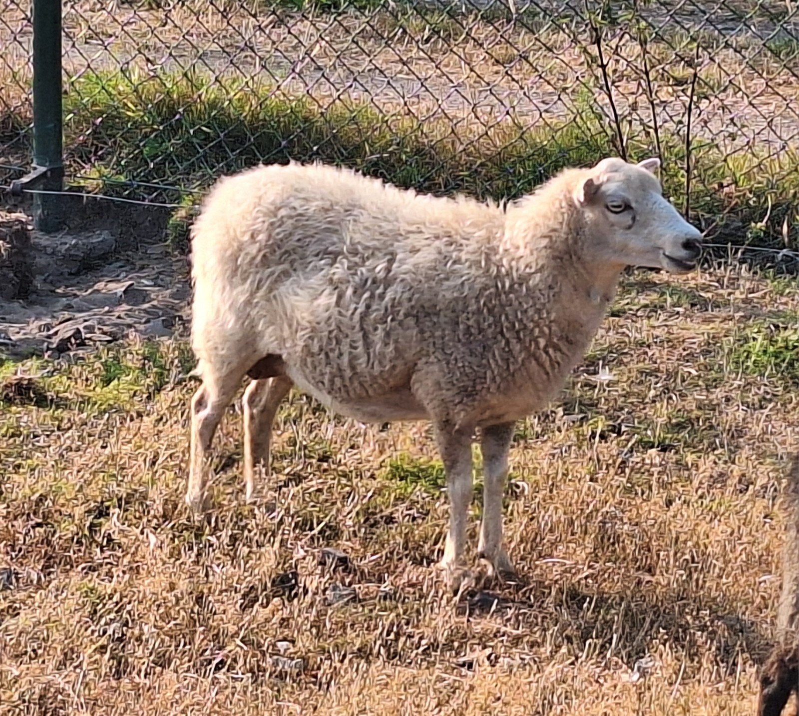 hele mooie ouessant ooien, Dieren en Toebehoren, Vrouwelijk, Schaap