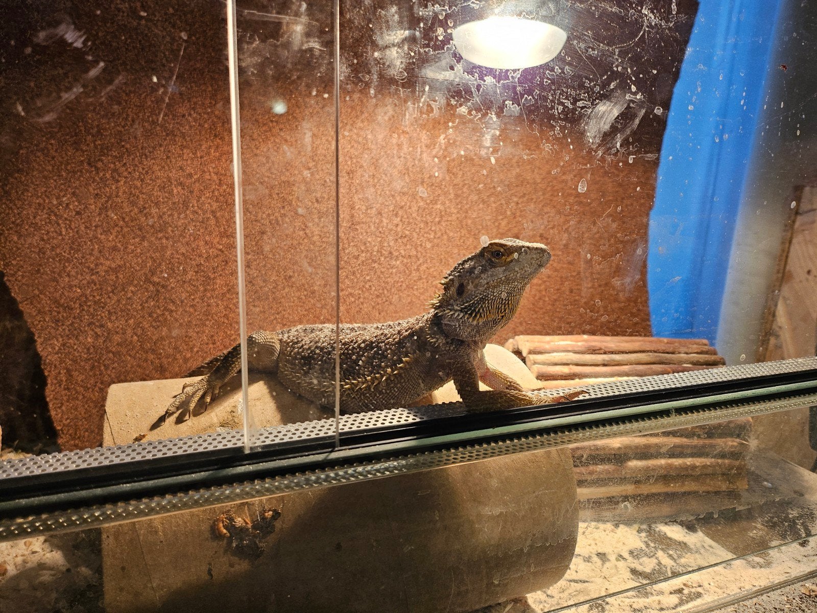Koppeltje baardagamen, Animaux & Accessoires, Reptiles & Amphibiens | Accessoires, Utilisé, Terrarium ou Paludarium, Enlèvement