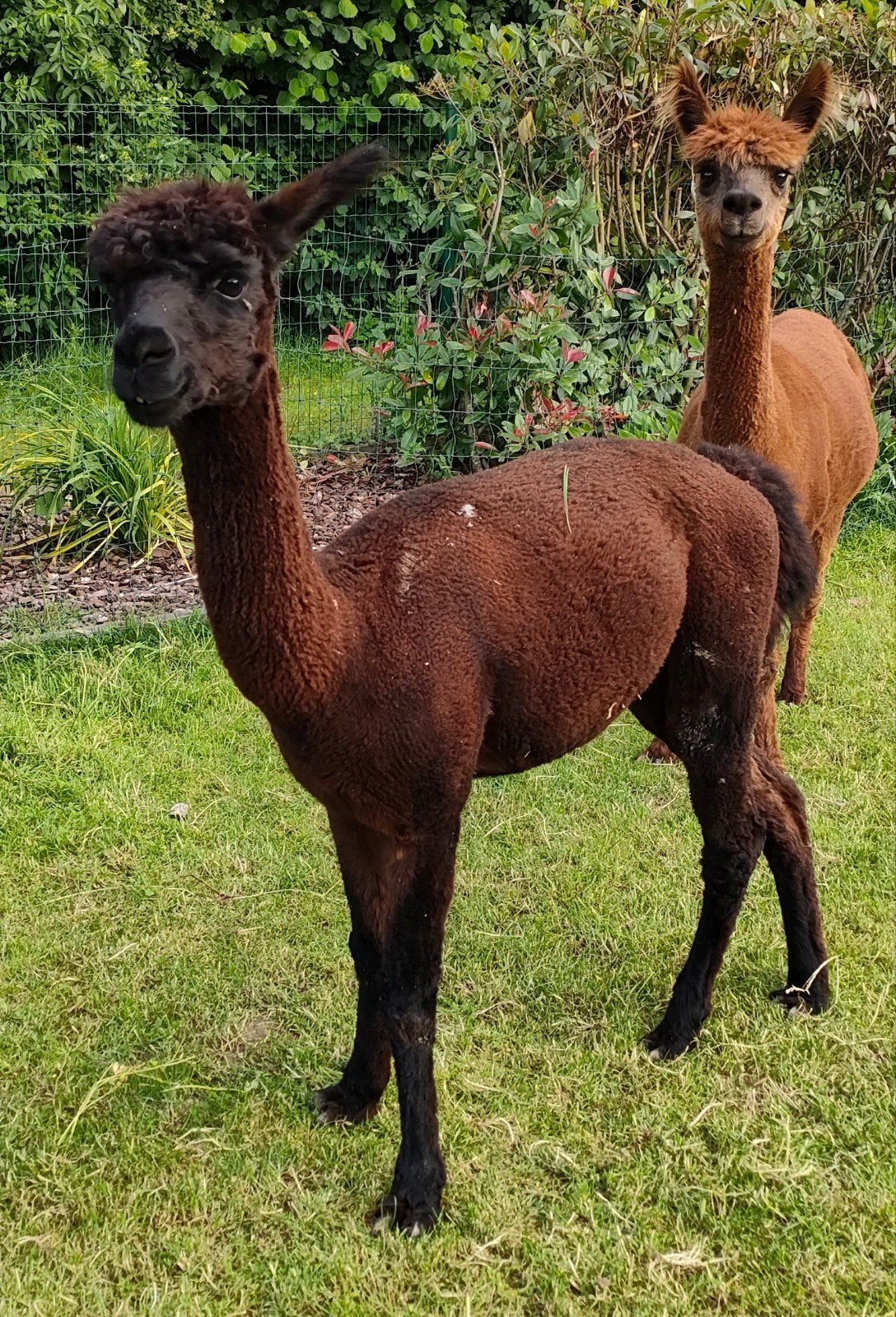 Donkerbruine alpaca hengst, Juni, Mannelijk