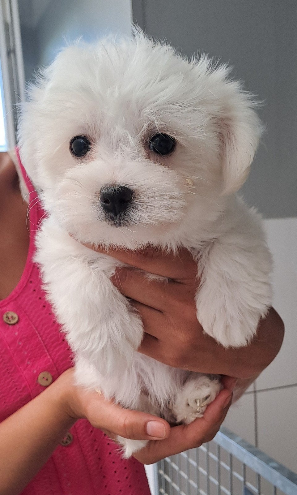 Maltezer (mini ), België, Maltezer, 8 tot 15 weken, Teef