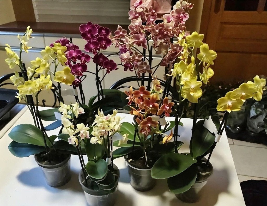 AV. magnifique Orchidées a 18 € et 20 €, Ophalen, Overige soorten, Halfschaduw, In pot