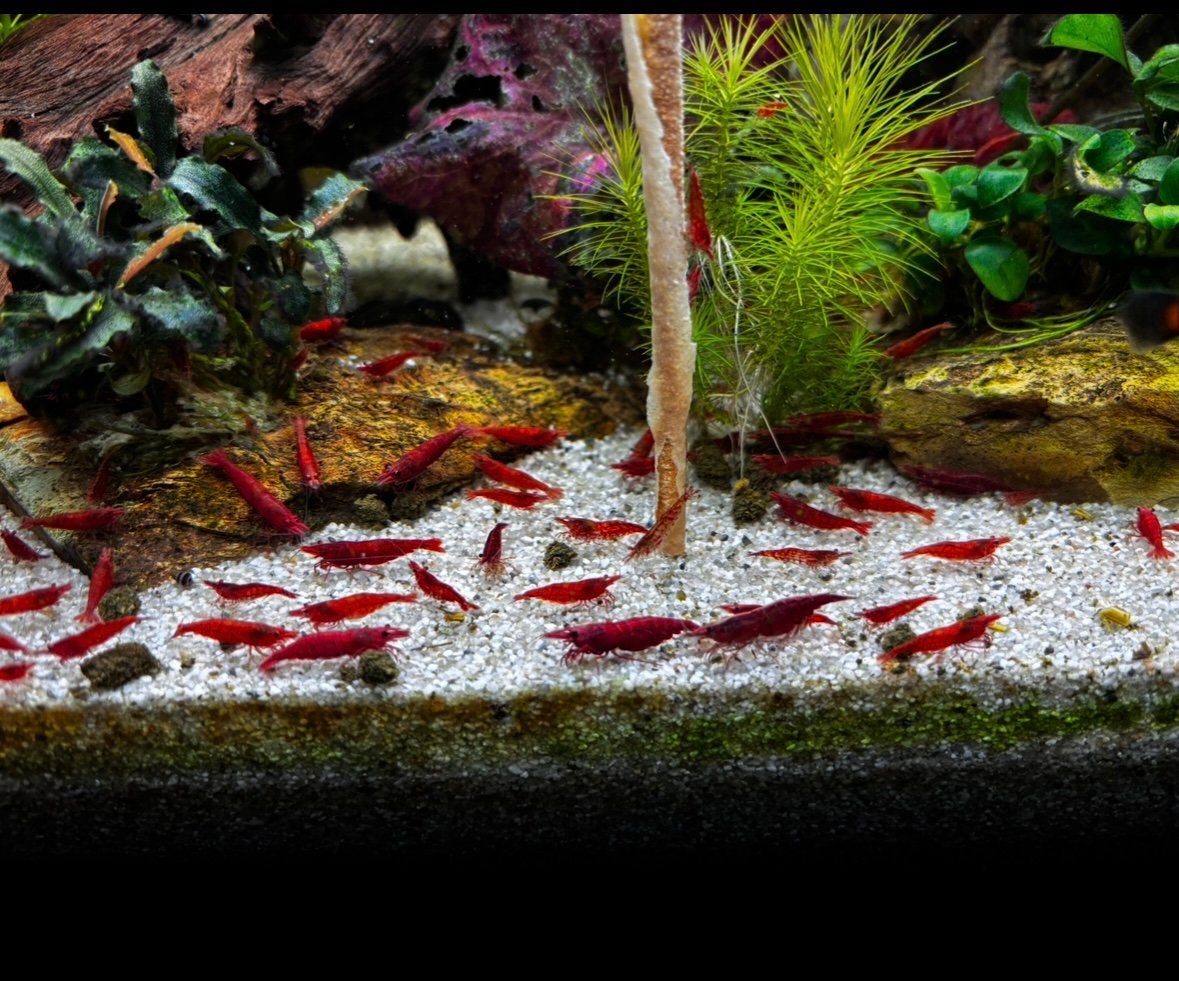 Rode garnalen, Homard, Crabe ou Crevette, Poisson d'eau douce, Banc de poissons