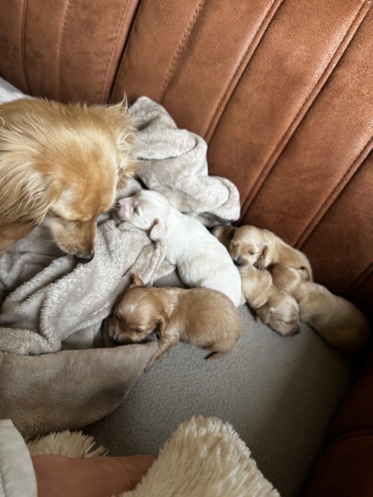 Kaninchen blonde teckeltjes, Hépatite contagieuse (maladie de Rubarth), Poils longs, Plusieurs, Éleveur | Loisir