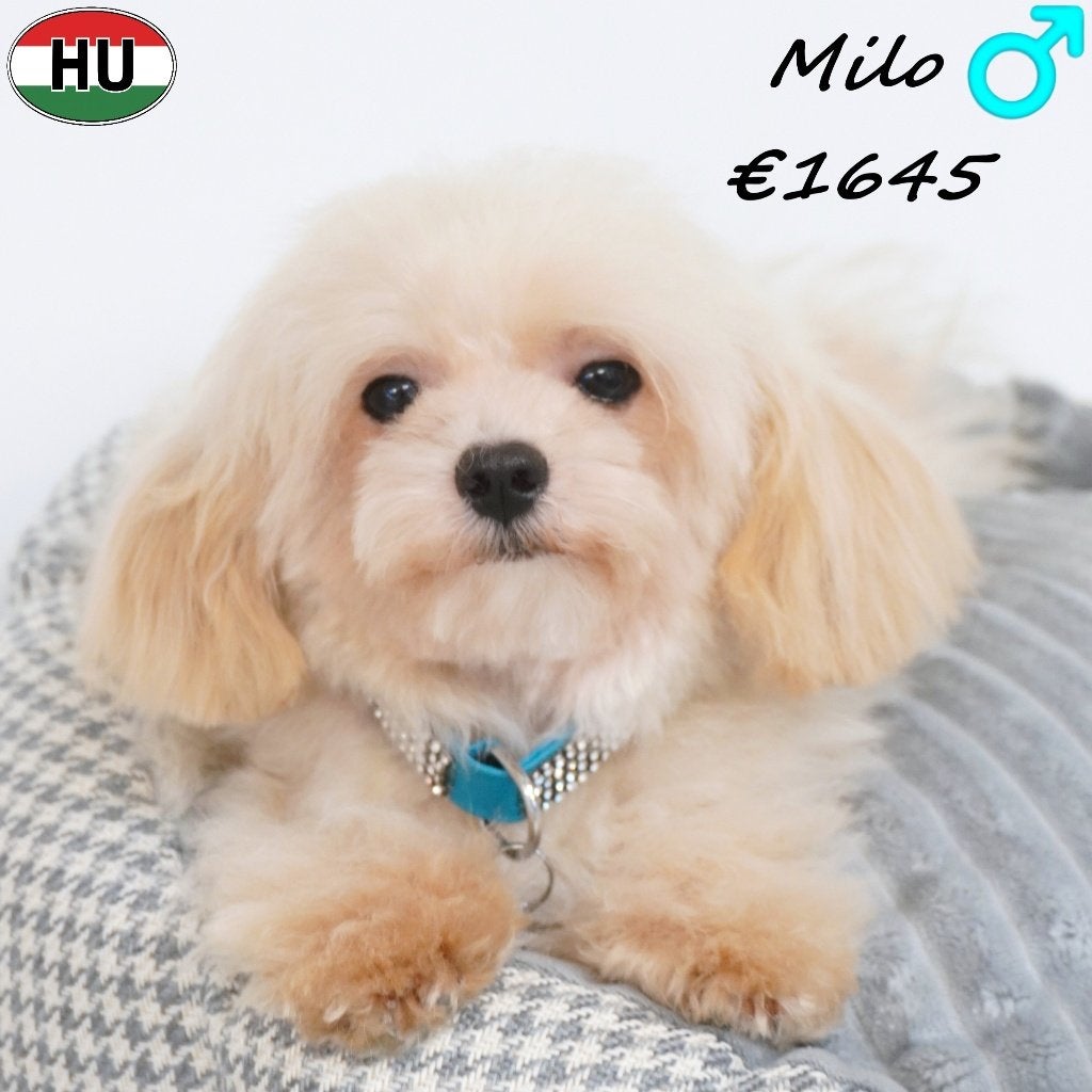 Mini Maltipoo, Ollie & Milo - zoeken een warme thuis, 15 weken tot 1 jaar, Buitenland, Parvo, Meerdere