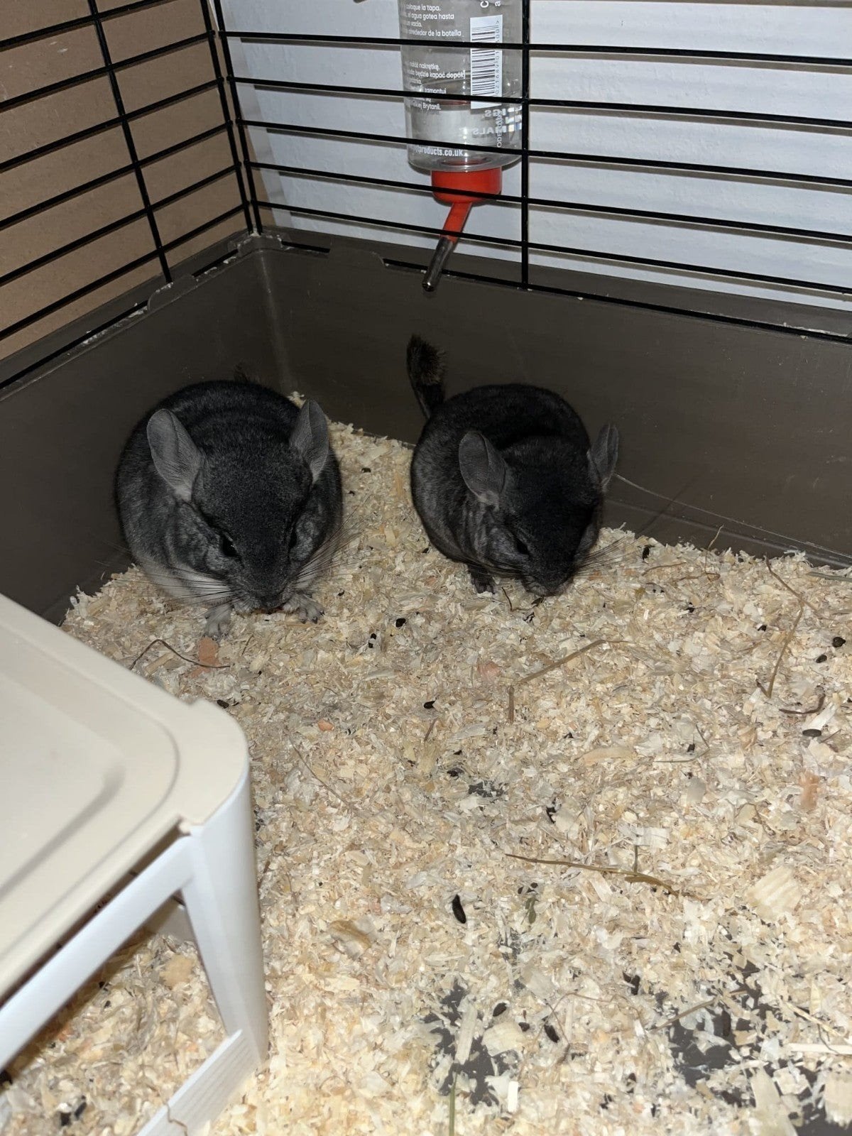 Chinchilla, Dieren en Toebehoren, Knaagdieren, Chinchilla, Mannelijk, Januari, Tam