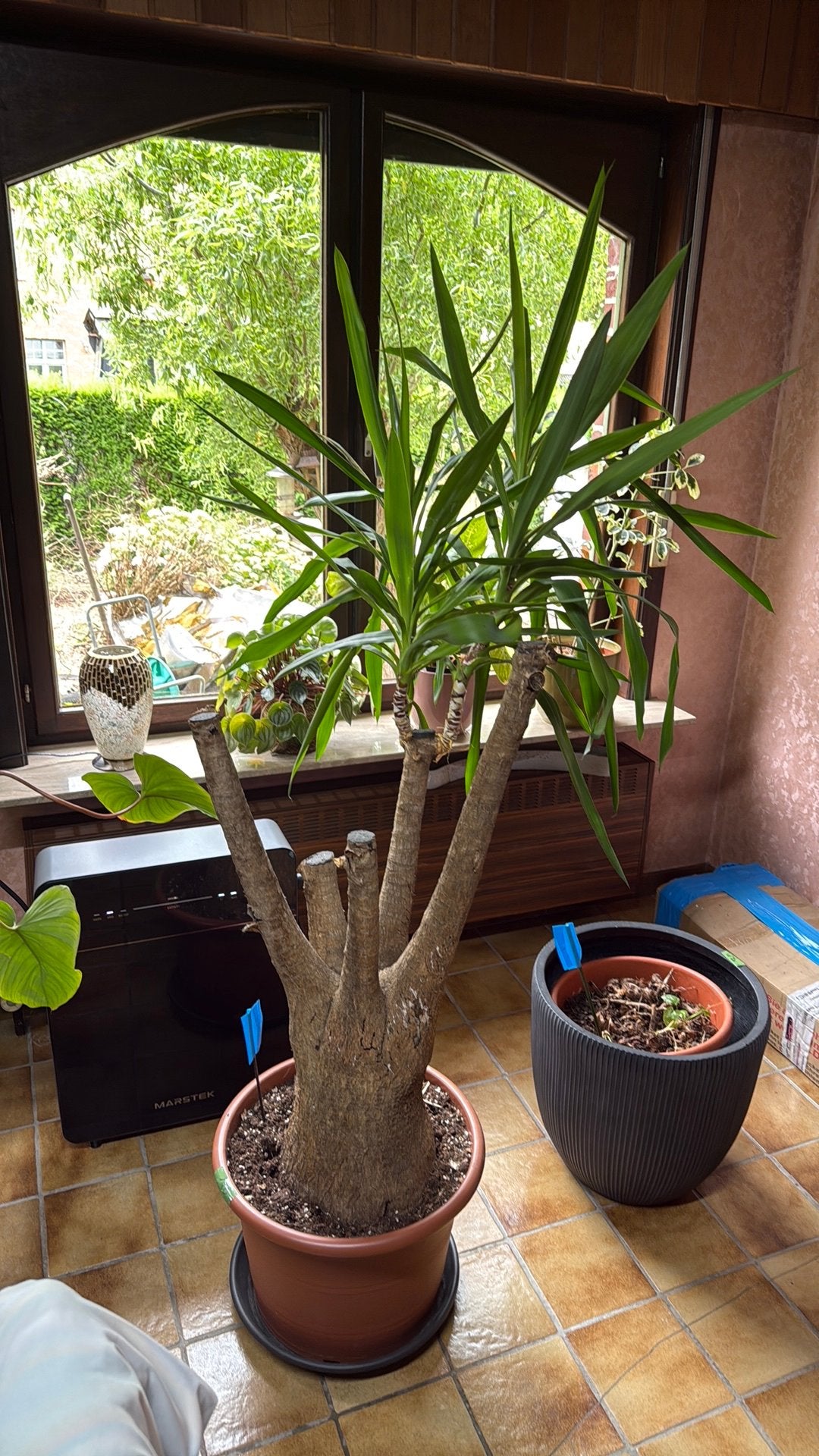 Yucca, Ophalen