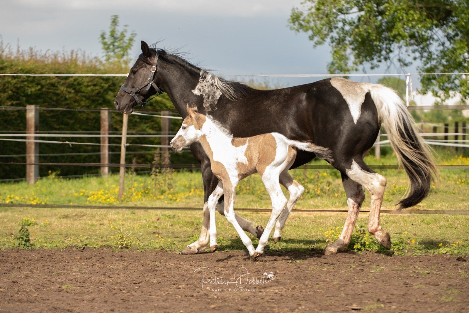 Grullo tobiano +splash hengstje, Dieren en Toebehoren, E pony (1.48m - 1.57m), Met stamboom, 0 tot 2 jaar, Hengst