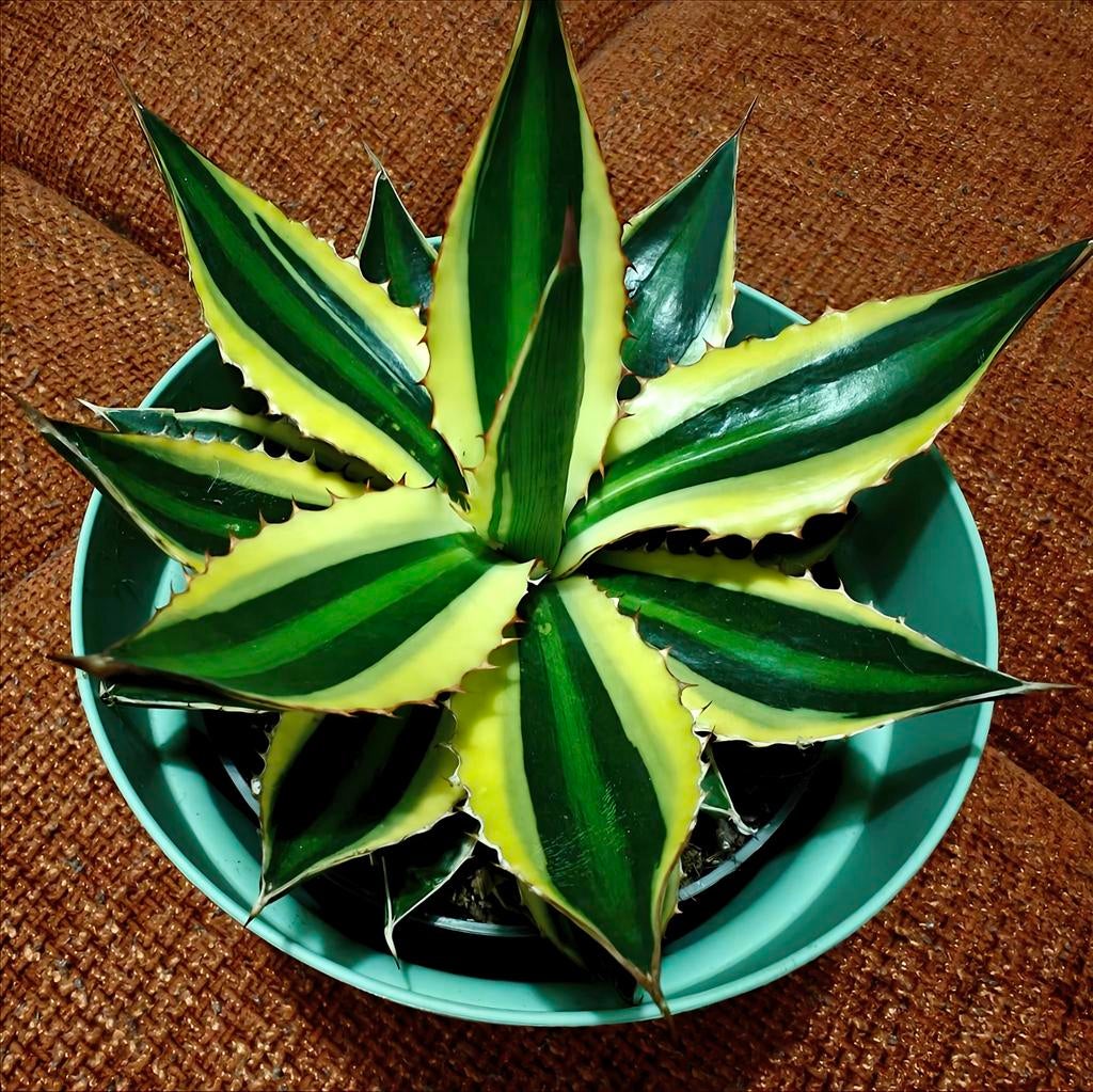 Agave Lophanta Quadricolour / Inclusief sierpot & extra's, Enlèvement ou Envoi, Cuivre