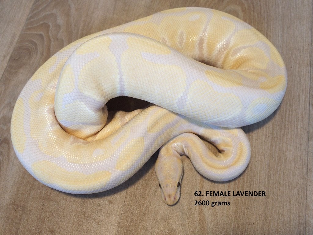 Koningspythons half en volwassen kweekdieren deel 3 Ball Python photo 14