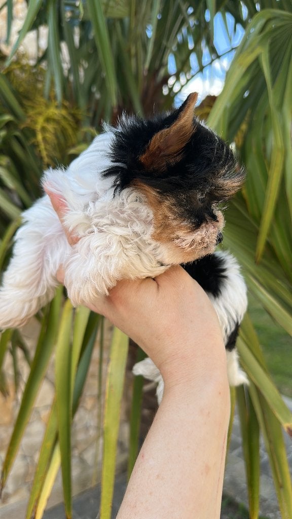Mini biewer pure race PEDIGREE, Animaux & Accessoires, Chiens | Jack Russell & Terriers, Chienne, Yorkshire Terrier, Éleveur | Loisir
