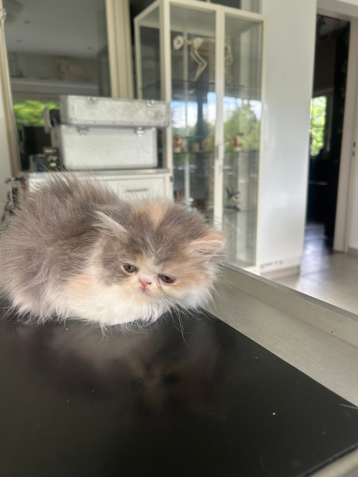 Beaux chatons persans, Plusieurs animaux, Vermifugé, 0 à 2 ans