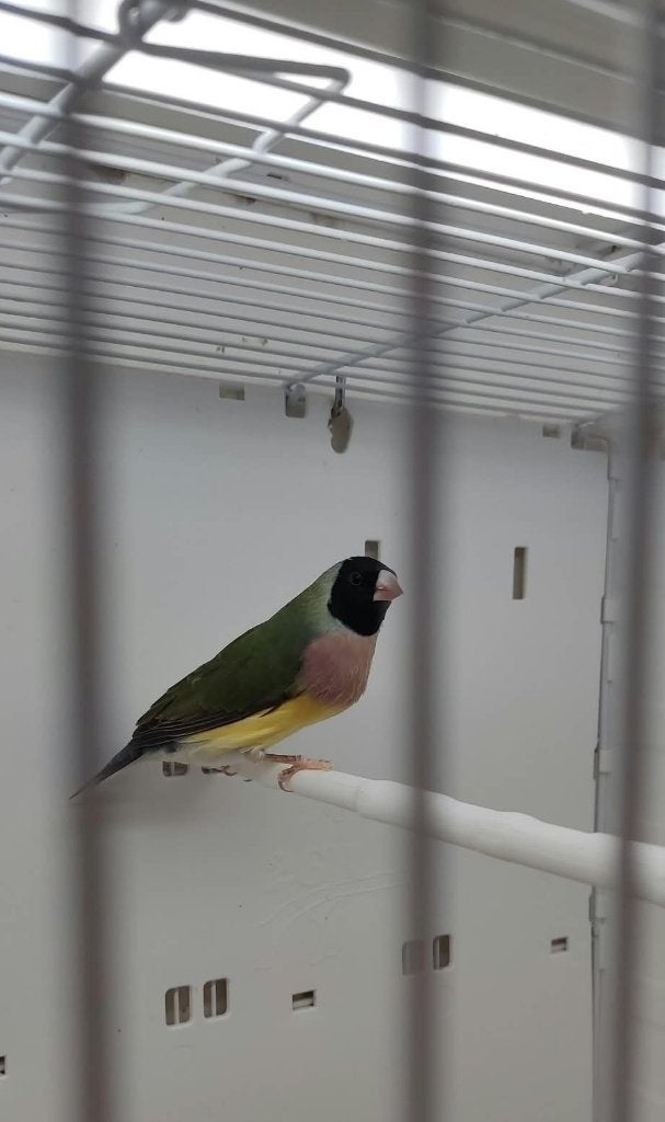 Gould amandine, Dieren en Toebehoren, Meerdere dieren, Tropenvogel, Geringd