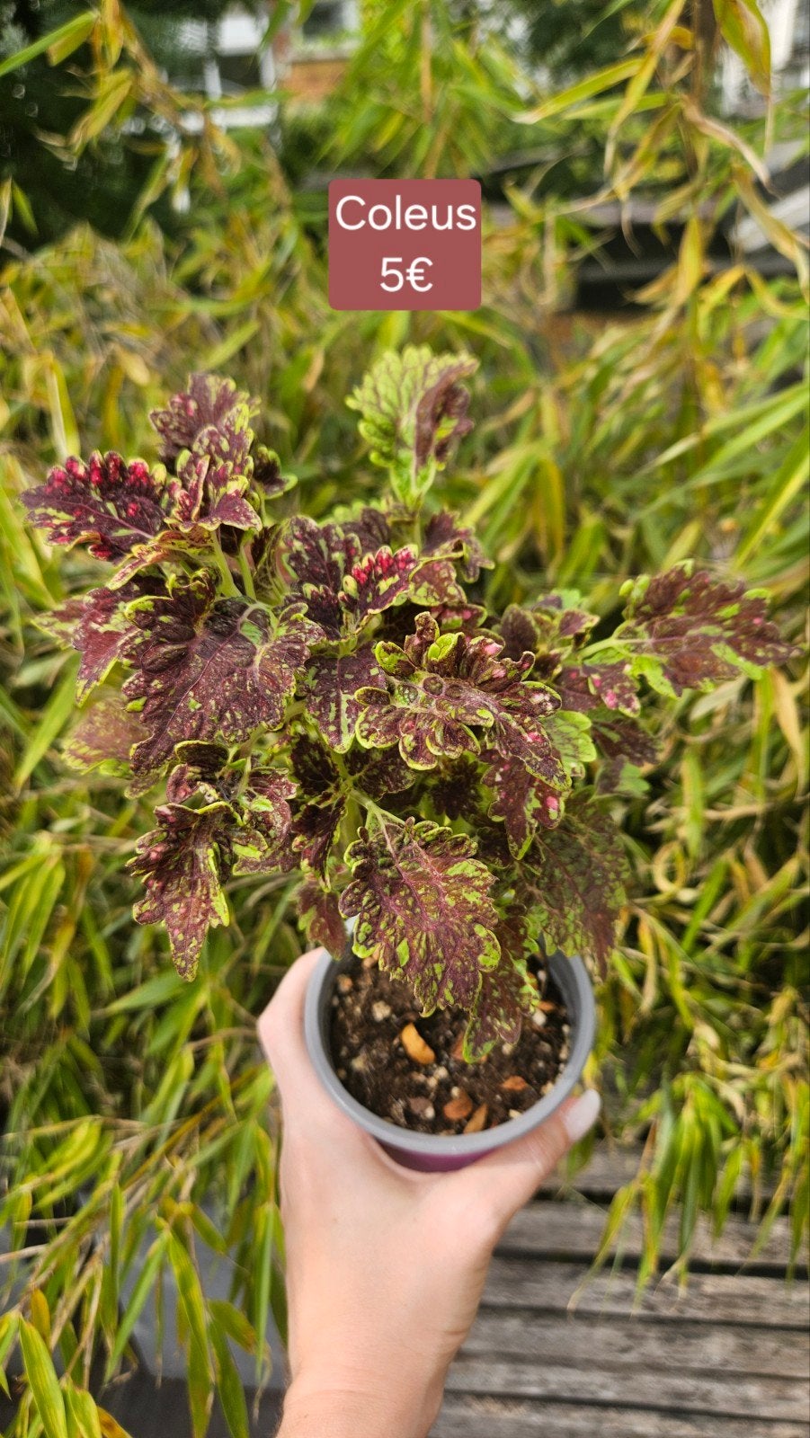 Coleus, Enlèvement ou Envoi