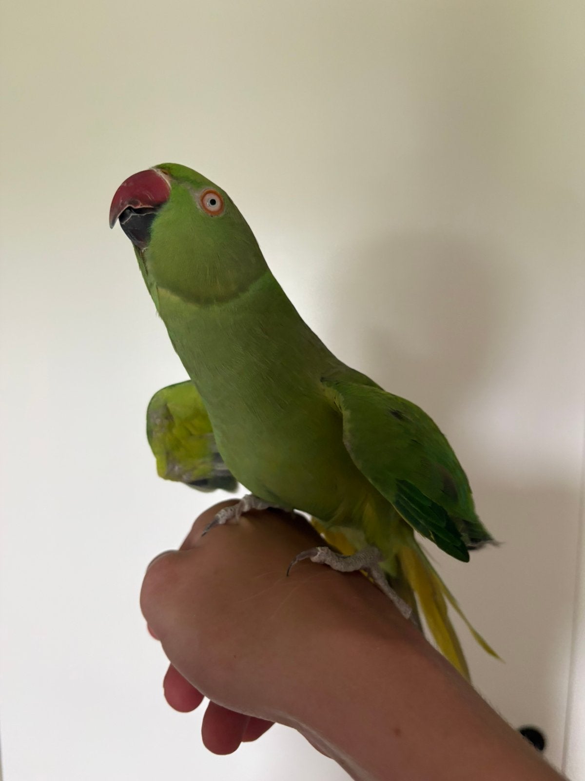 2 halsband parkieten waarvan 1 heel tam, Plusieurs animaux, Perruche, Domestique