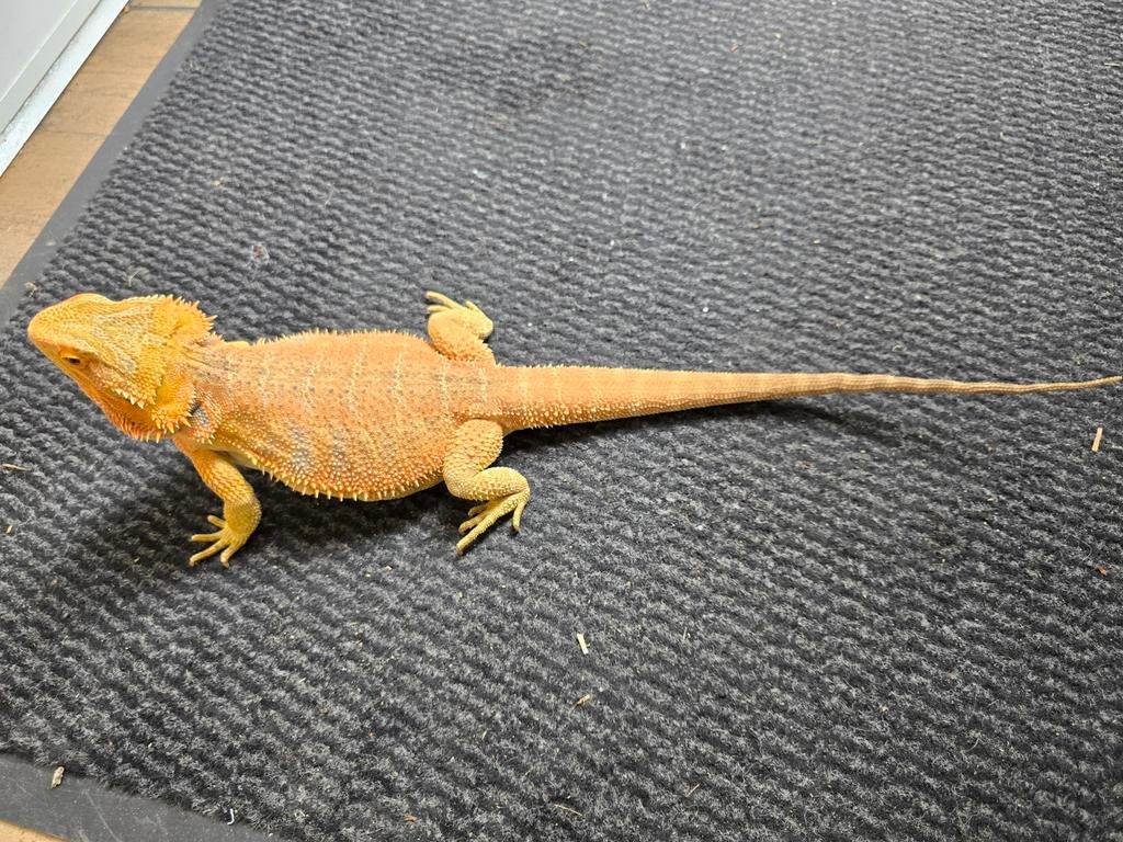 Prachtig baardagaam man 8 maanden. Orange yellow prachtig!, Dieren en Toebehoren, Amfibie