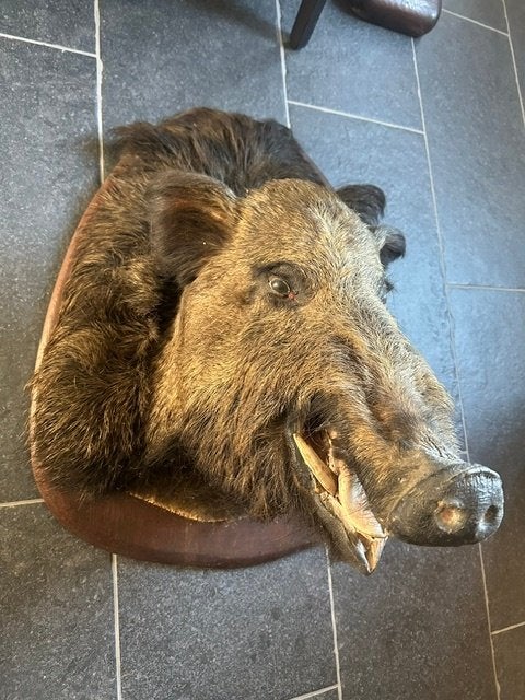 Taxidermie pour sangliers, Enlèvement
