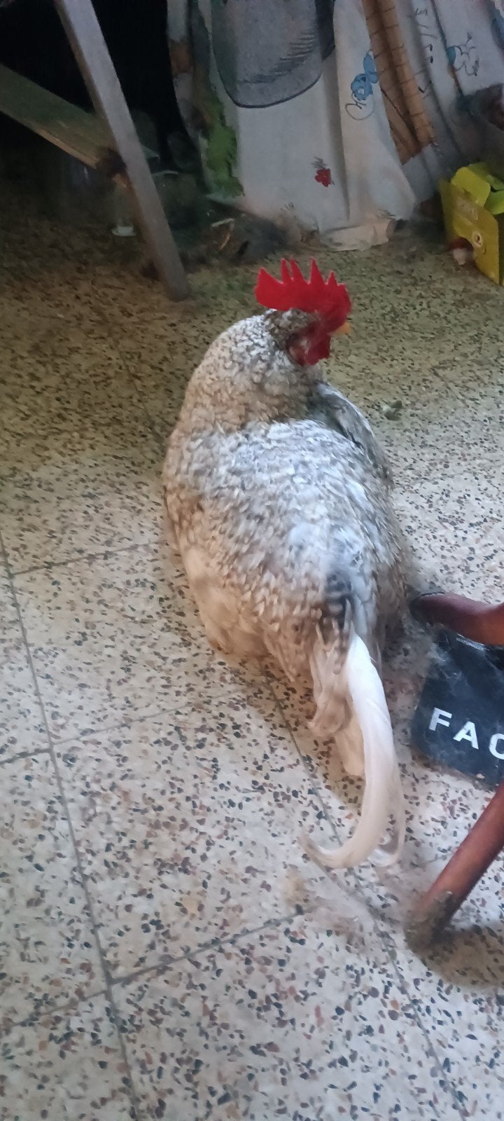 Gratis jonge tamme haan, Mâle, Poule ou poulet