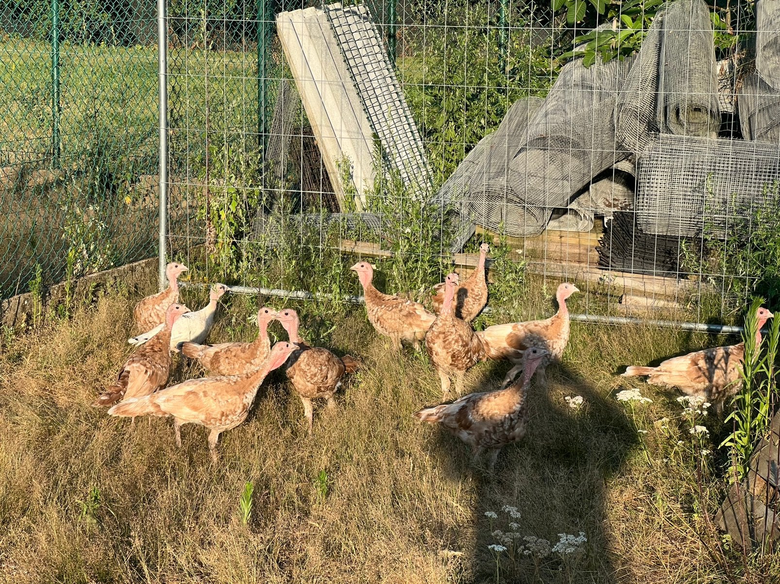 Rode Ardennerkalkoenen 11 weken, Plusieurs animaux, Dinde