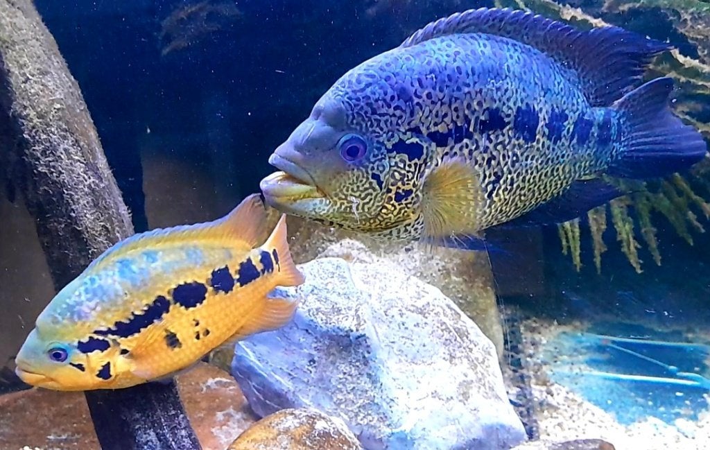 Kleurrijke kweekkoppel cichliden, Dieren en Toebehoren, Vis, Zoetwatervis