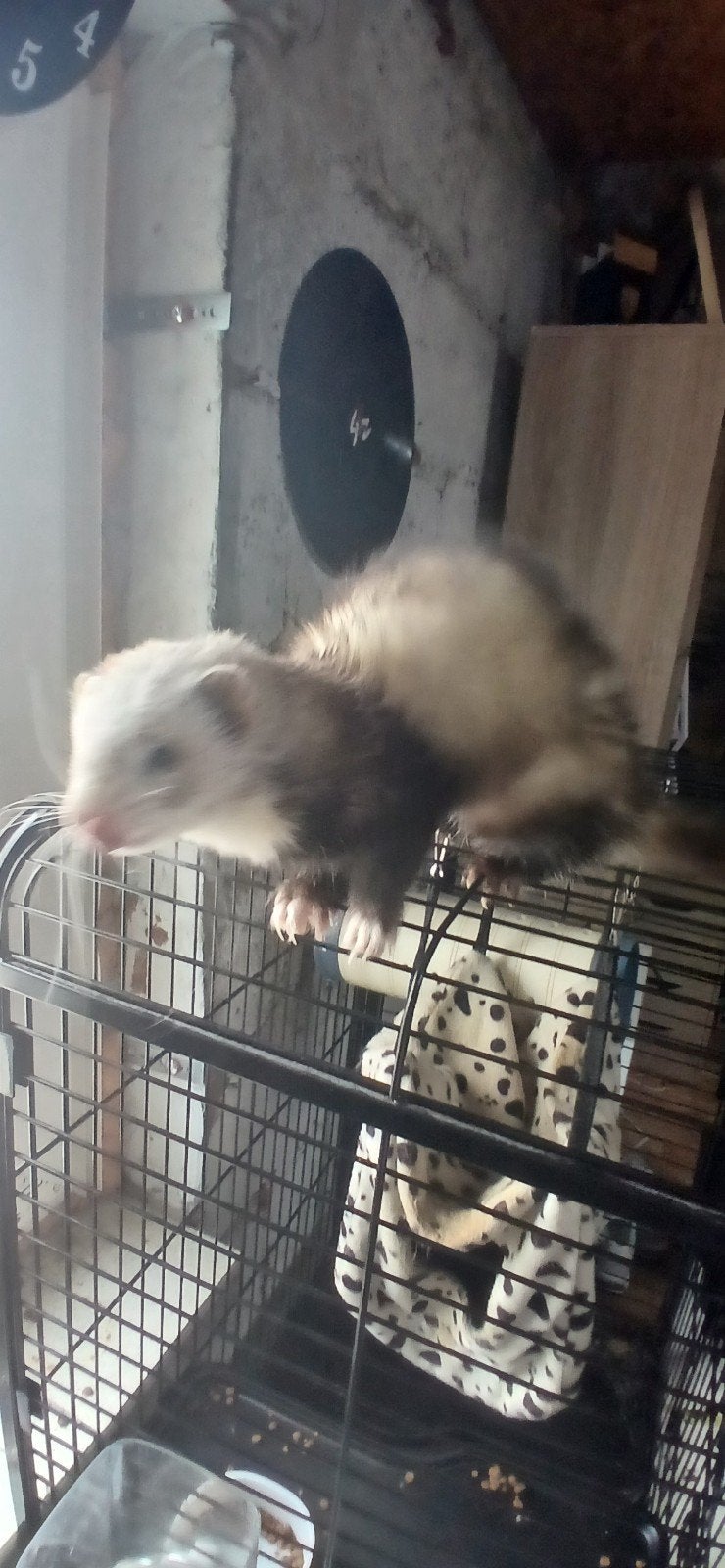 Handtam fretje, Dieren en Toebehoren, Mannelijk, Juli, Overige typen, Tam