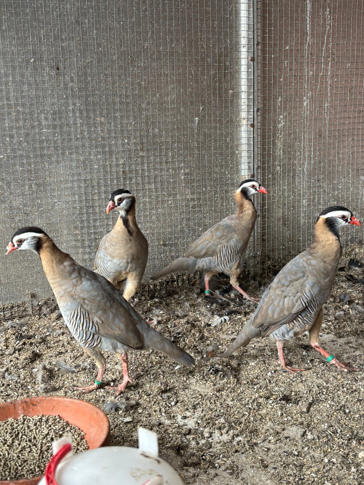 Arabische Steenpatrijs, Dieren en Toebehoren, Geslacht onbekend, Overige soorten