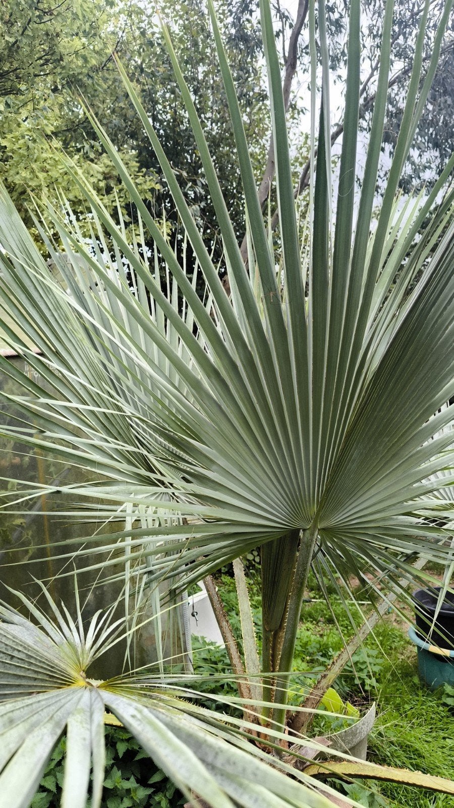 Palmboom 'Brahea Armata' super silver, Ophalen, Palmboom