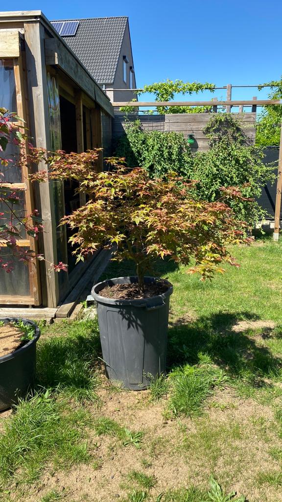 Japanse  esdoorn, Tuin en Terras, Ophalen