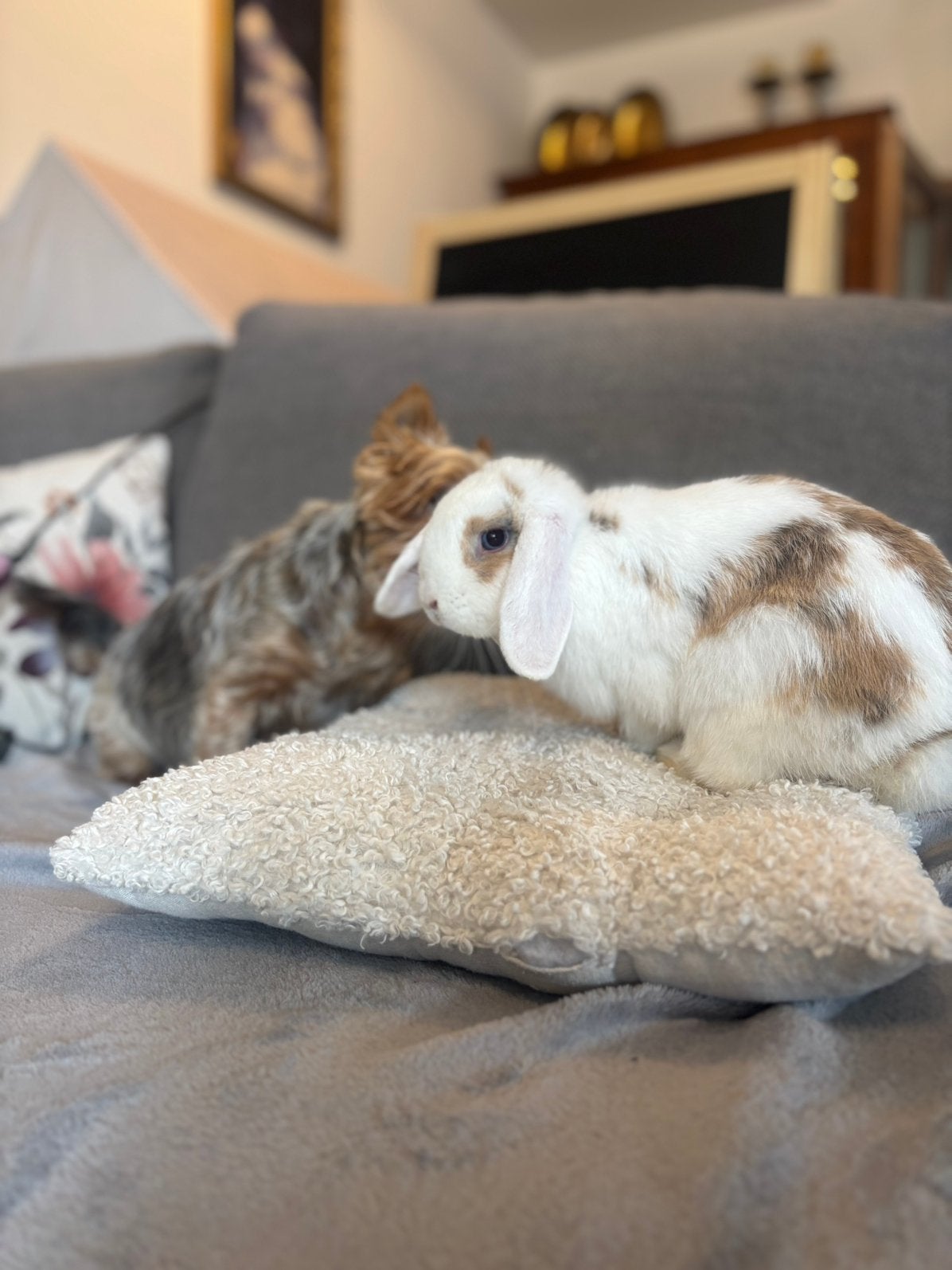 Konijn te koop, Animaux & Accessoires, Lapins, Petit, Femelle, 0 à 2 ans, Oreilles tombantes