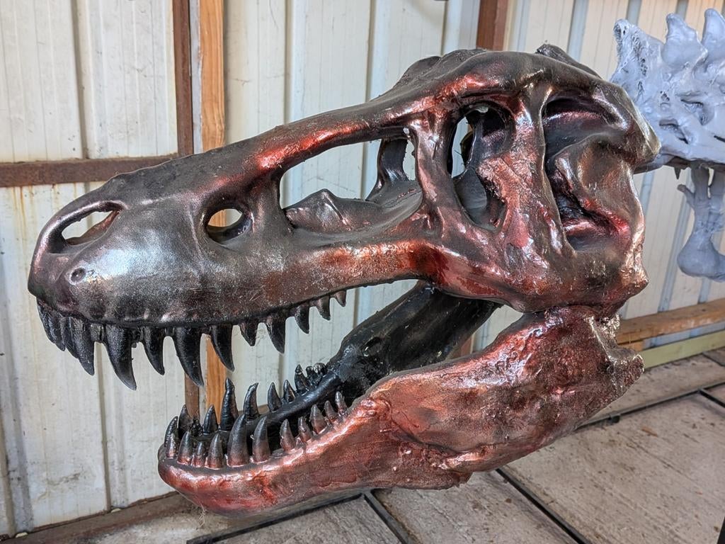 T-REX squelette dinosaure 4 mètres de long, Enlèvement