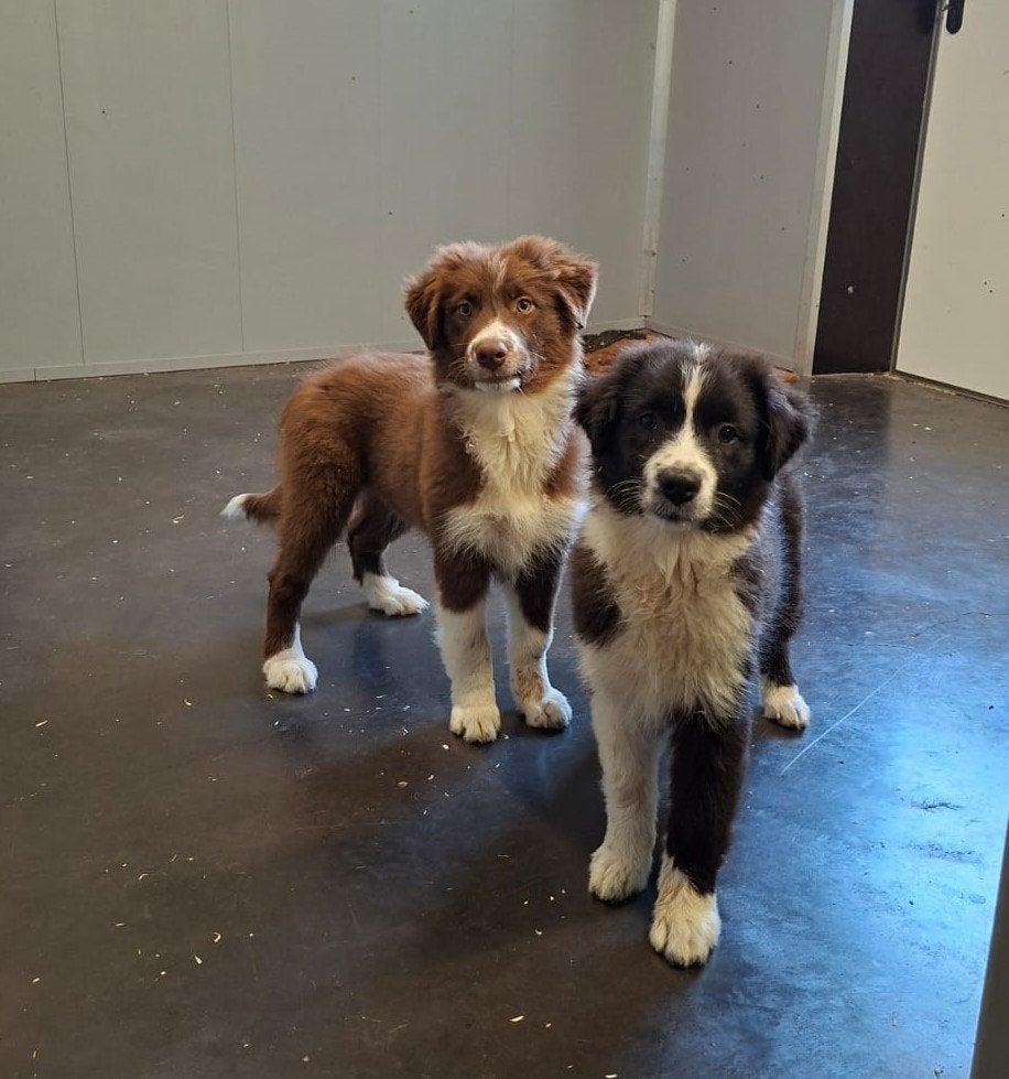 australische herder pups, Dieren en Toebehoren, Parvo, België, 15 weken tot 1 jaar, Teef