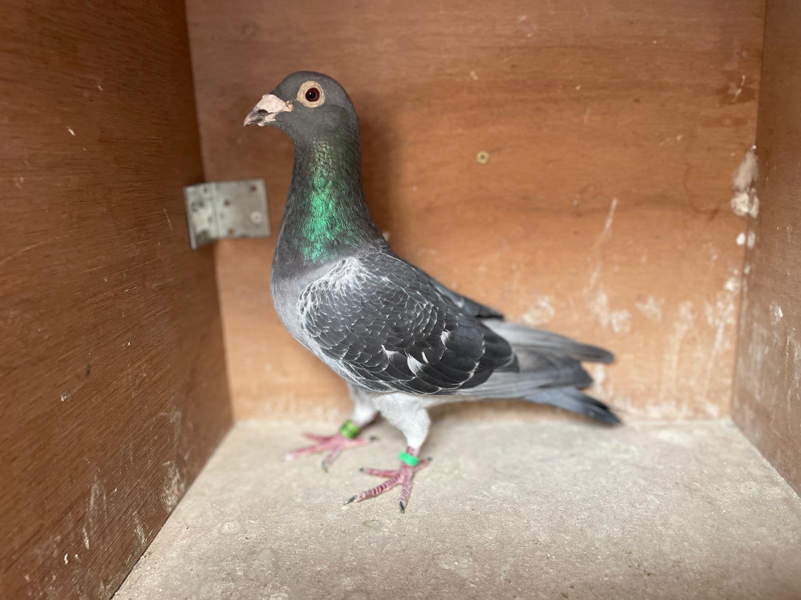 Ewarte Fond duiver, Dieren en Toebehoren