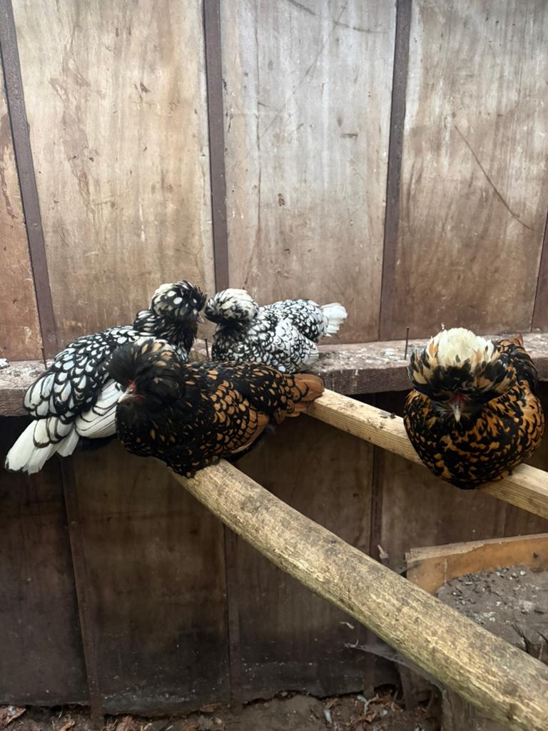 Broedeieren padua kriel ( GRATIS verzending), Dieren en Toebehoren, Pluimvee, Kip
