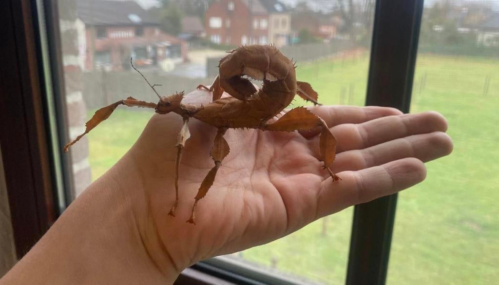 Australische flappentakken psg195, Dieren en Toebehoren