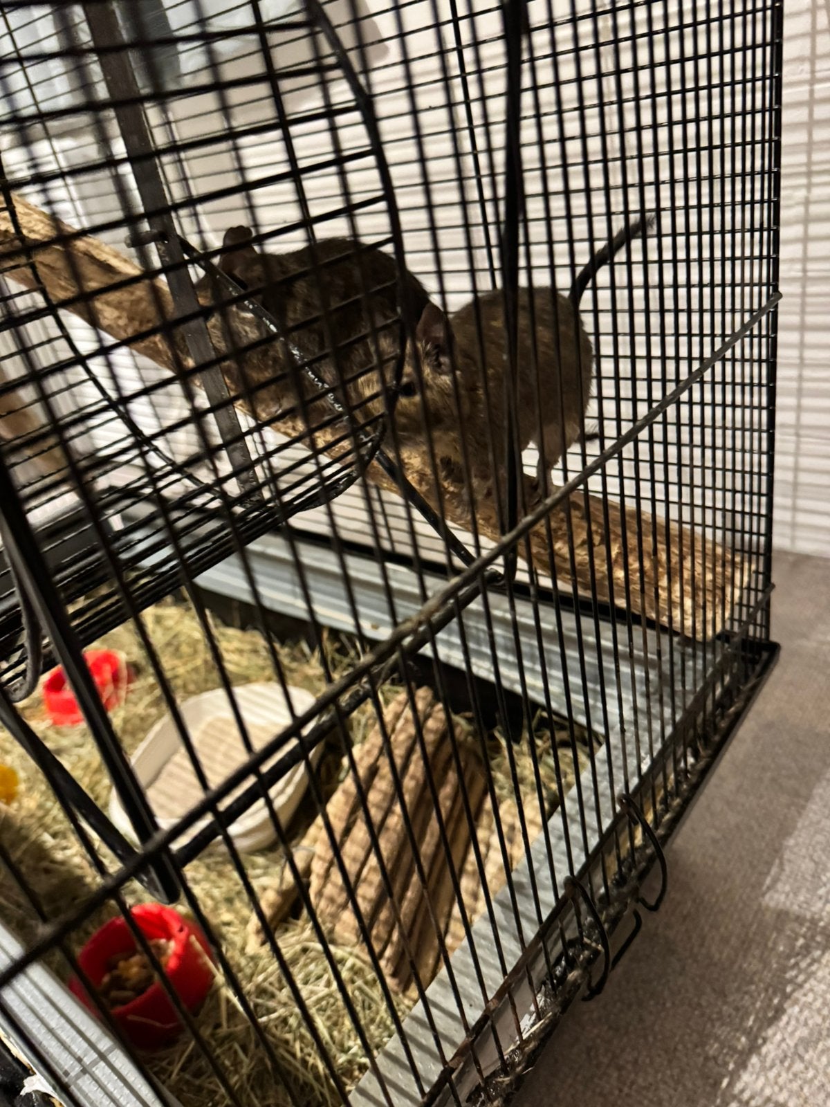 Degus Gratis, Dieren en Toebehoren, Ophalen, Zo goed als nieuw