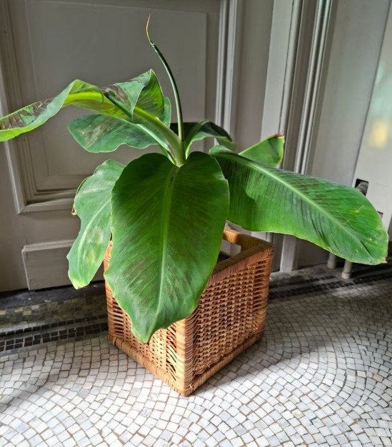 bananenplant in mand, Ophalen, Overige soorten, In pot, Minder dan 100 cm