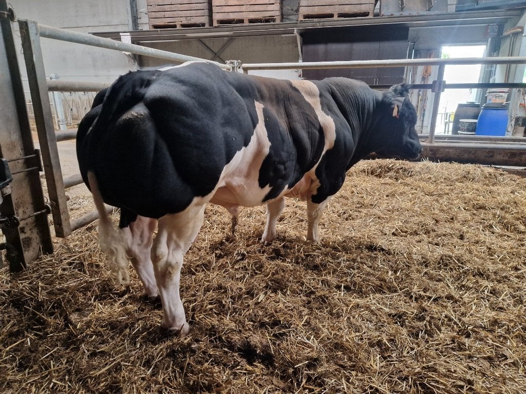 Dikbilstieren/ dekstier, Mannelijk, 0 tot 2 jaar