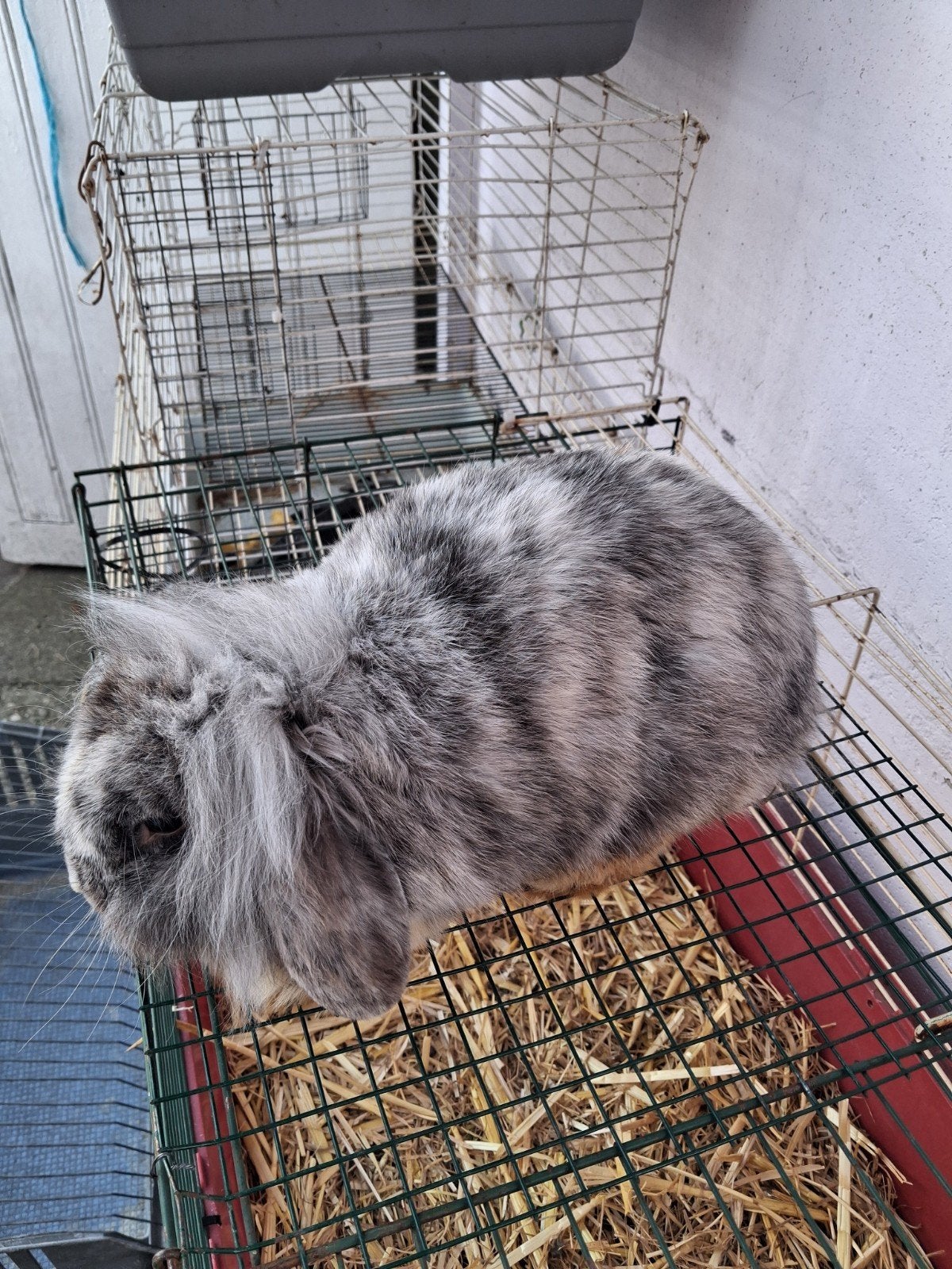 Ndh dwerghangoor voedster een jaar 15 €, Animaux & Accessoires