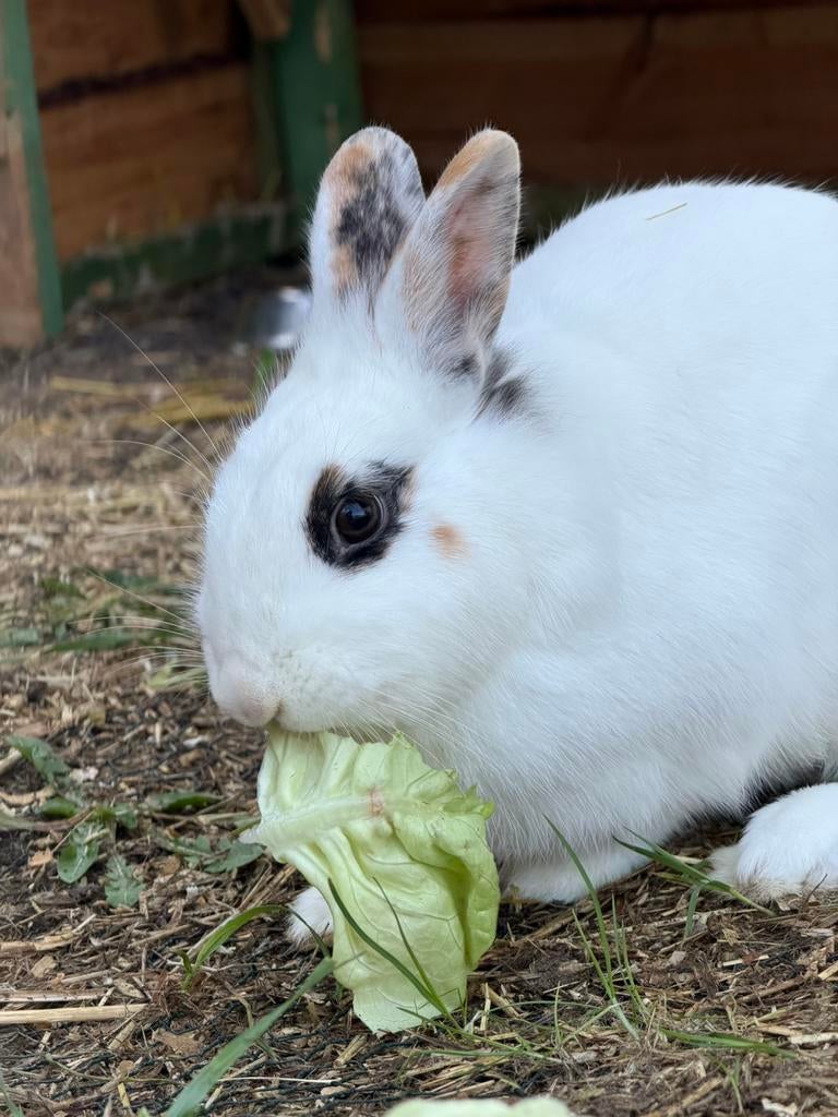2 leeuwenkop konijntjes, Femelle, Nain, 0 à 2 ans