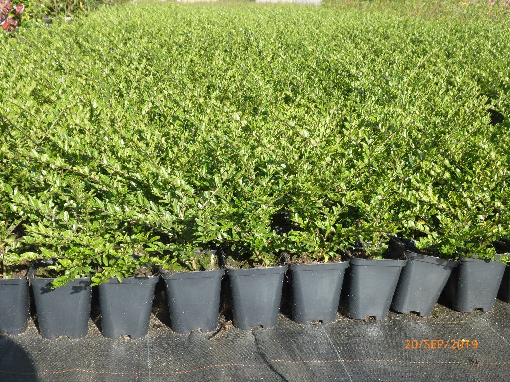 Lonicera maigrund - couvre-sol persistant, Enlèvement