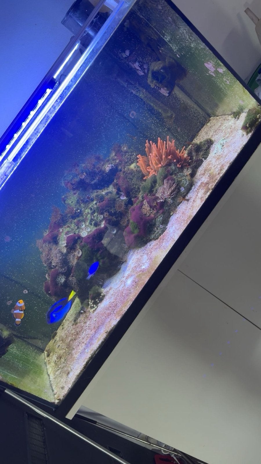 Aquarium marin a vendre, Enlèvement, Comme neuf
