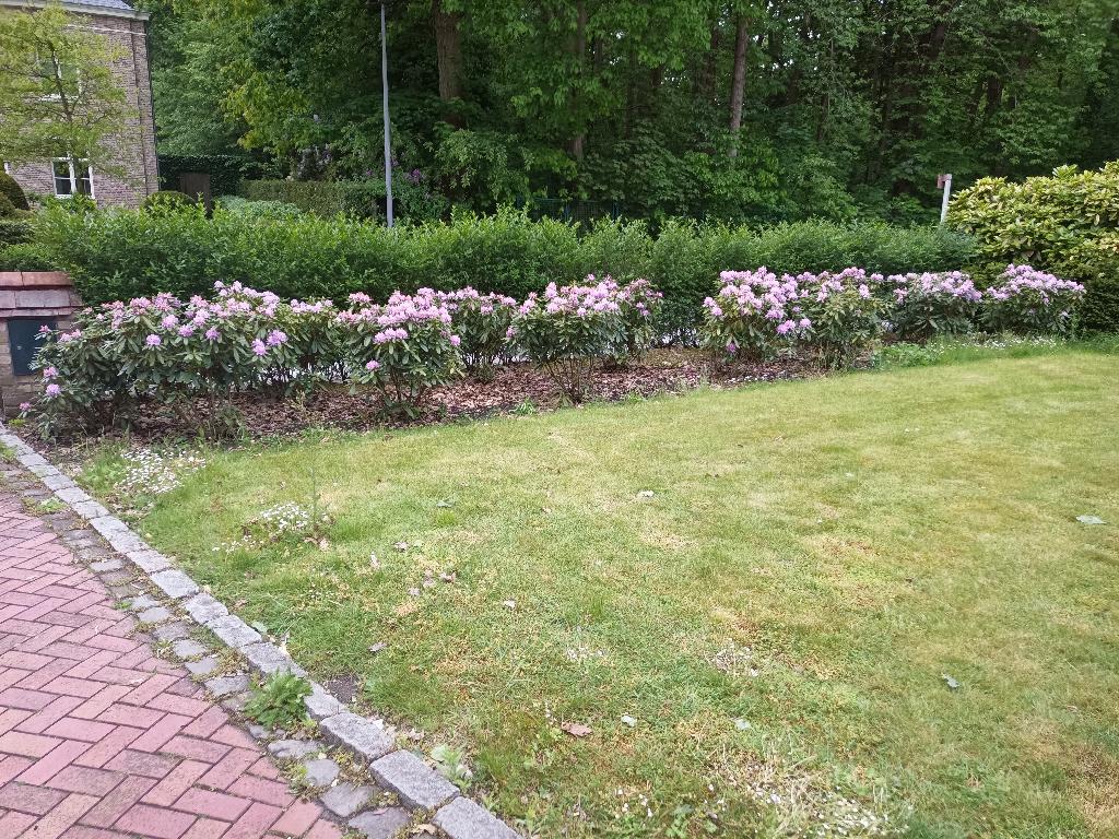 Azalea struiken gratis, Ophalen, Haag, Minder dan 100 cm