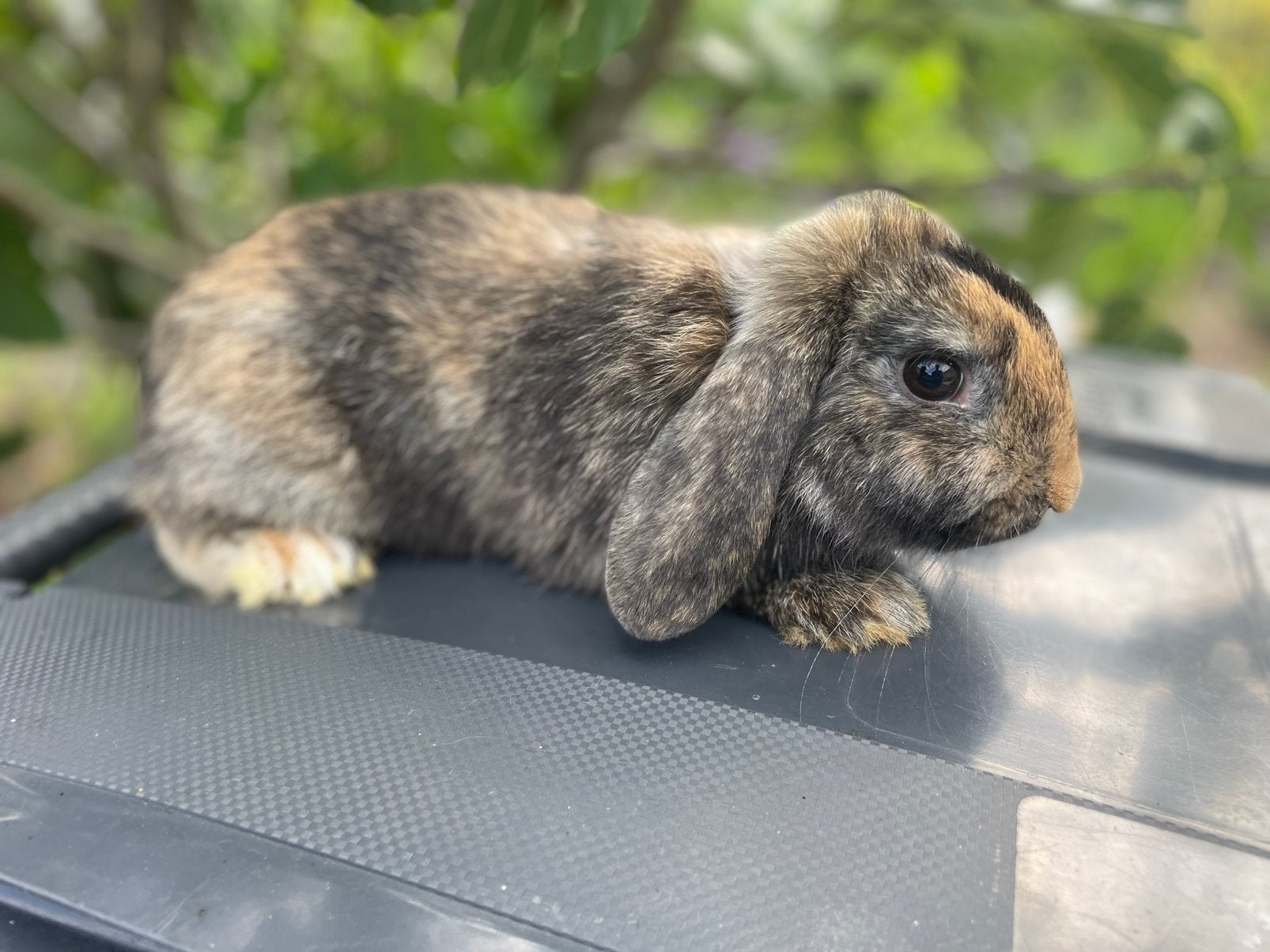 Minilop konijntje, Dieren en Toebehoren