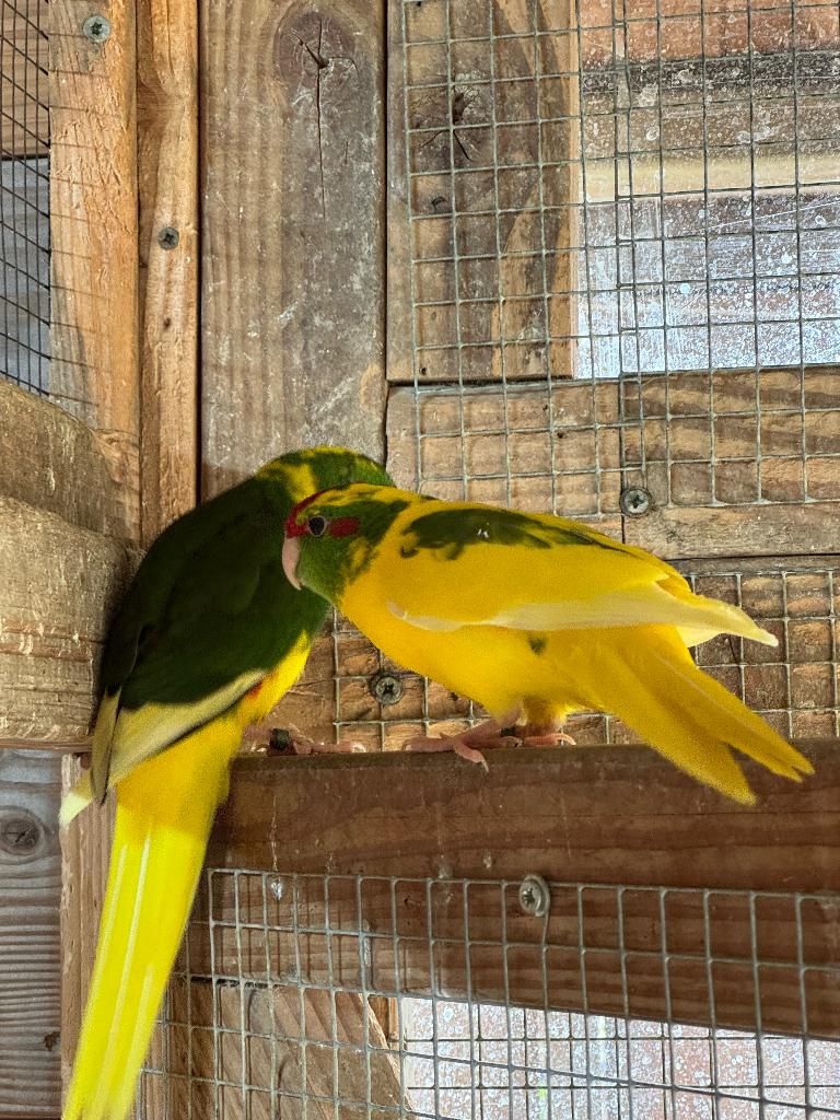 Bonte en gezoomde Kakariki popjes gezocht, Femelle, Perroquet nain ou Inséparable, Bagué