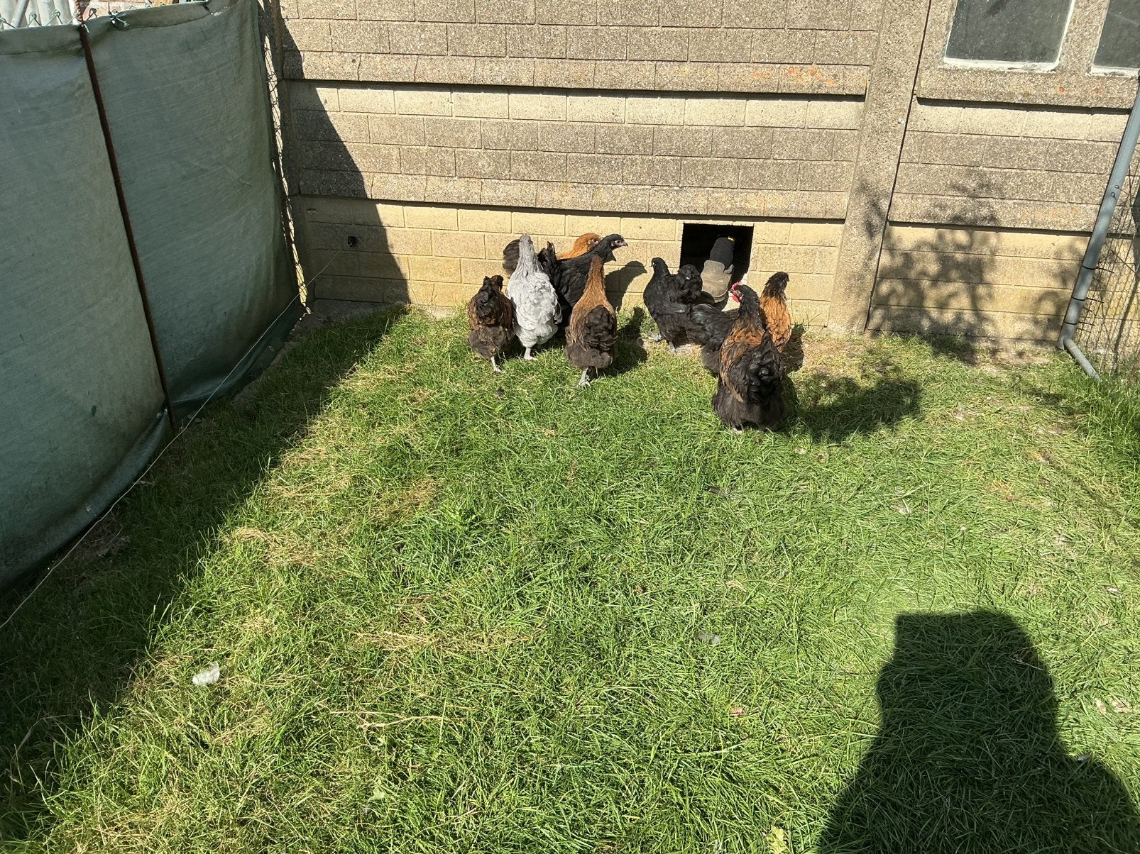 Orpington hanen, Dieren en Toebehoren