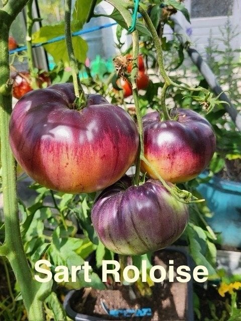 5 Grote sortering zaden van bijzondere tomaten, Verzenden, Voorjaar, Volle zon, Zaad