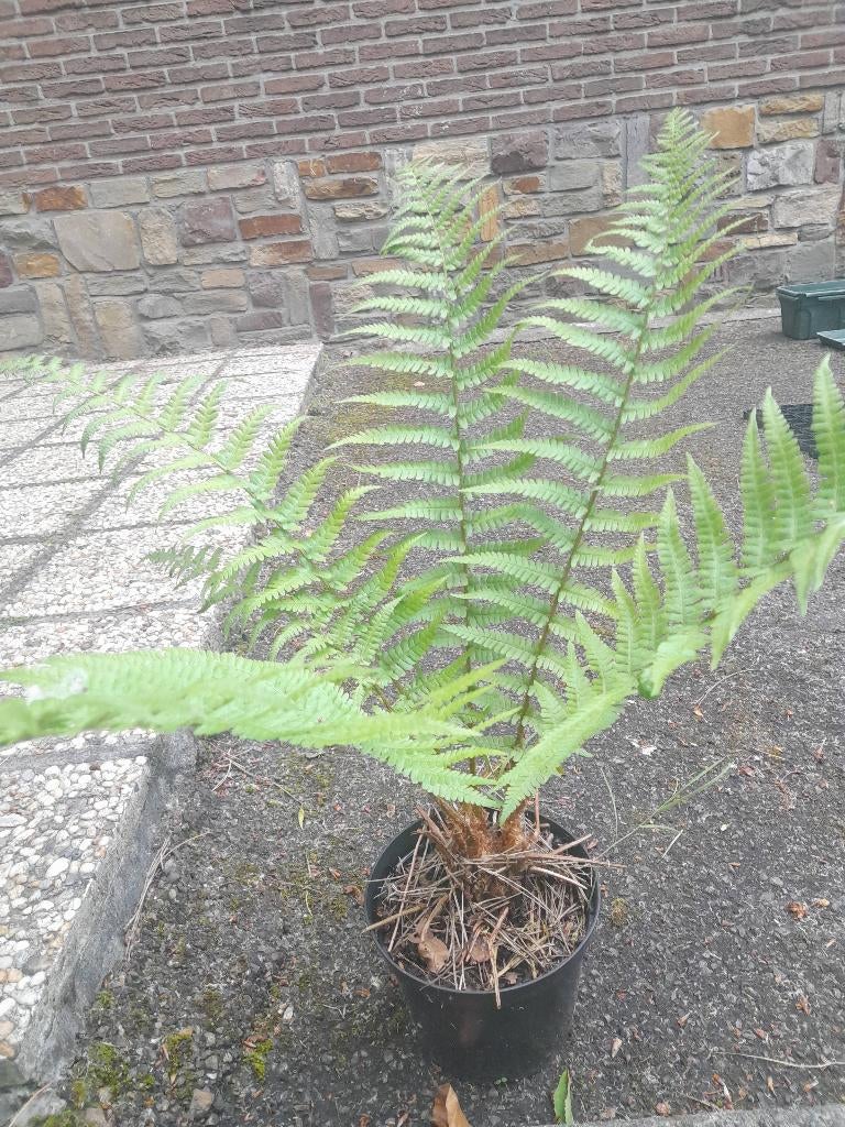 Mooie meerjarige varen in pot, Tuin en Terras, Ophalen