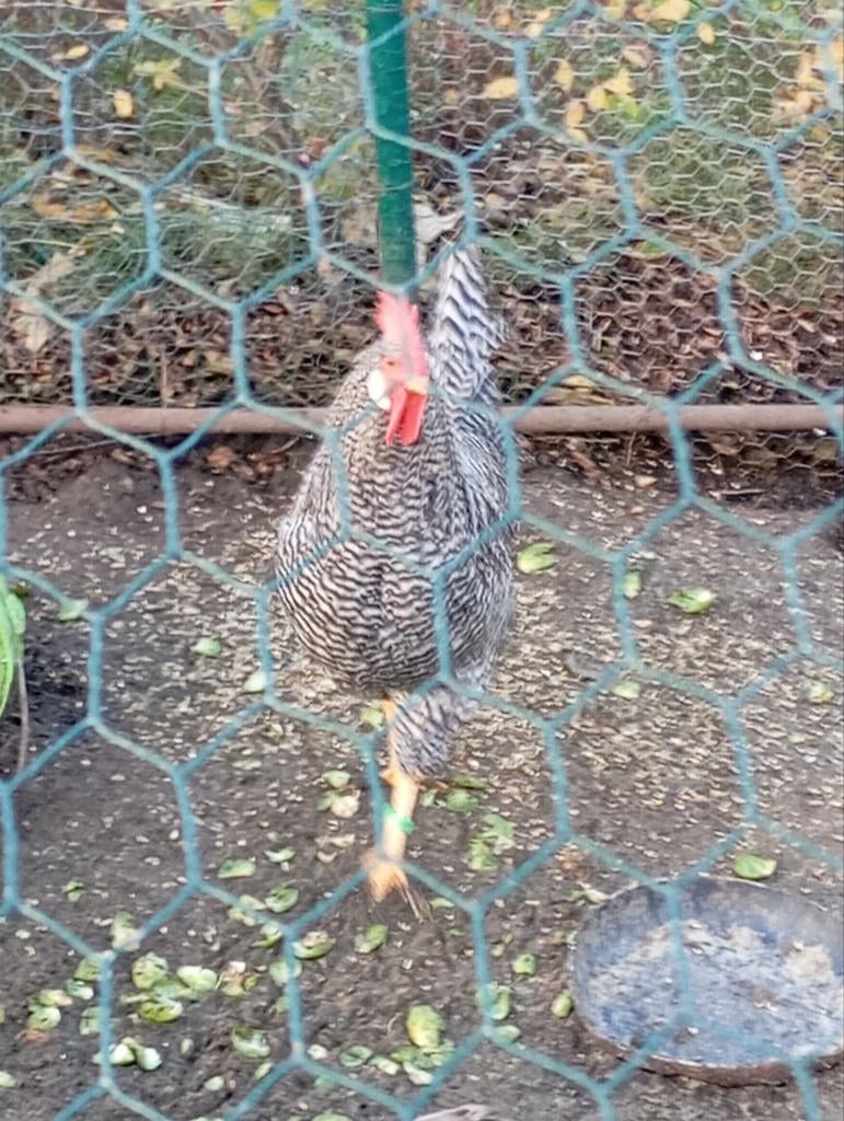 Broedeieren leghorn gestreept, Dieren en Toebehoren