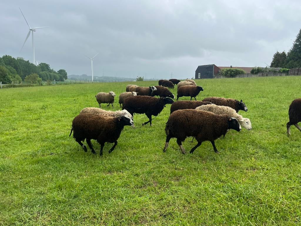 Des moutons pour l'Aïd al-Adha
