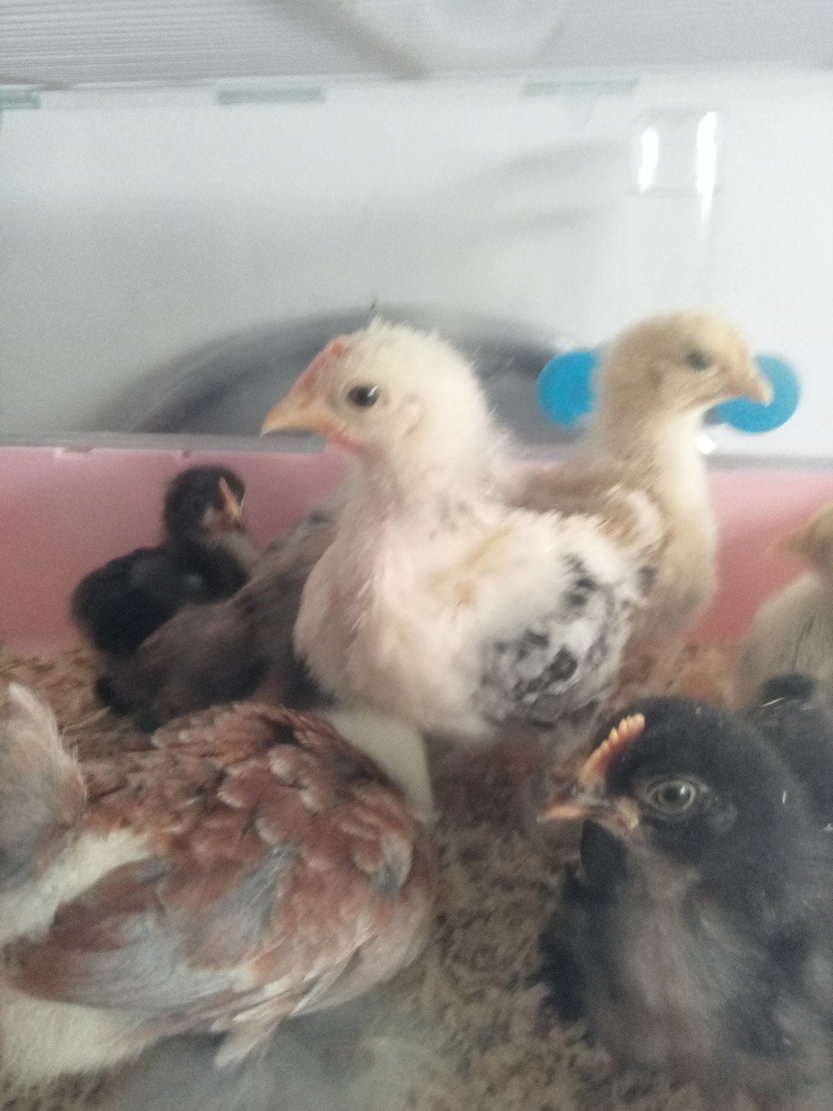 4 mooie cochin kriel kuikens, Mâle, Poule ou poulet