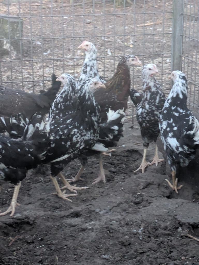 Bonte leghorn, Dieren en Toebehoren